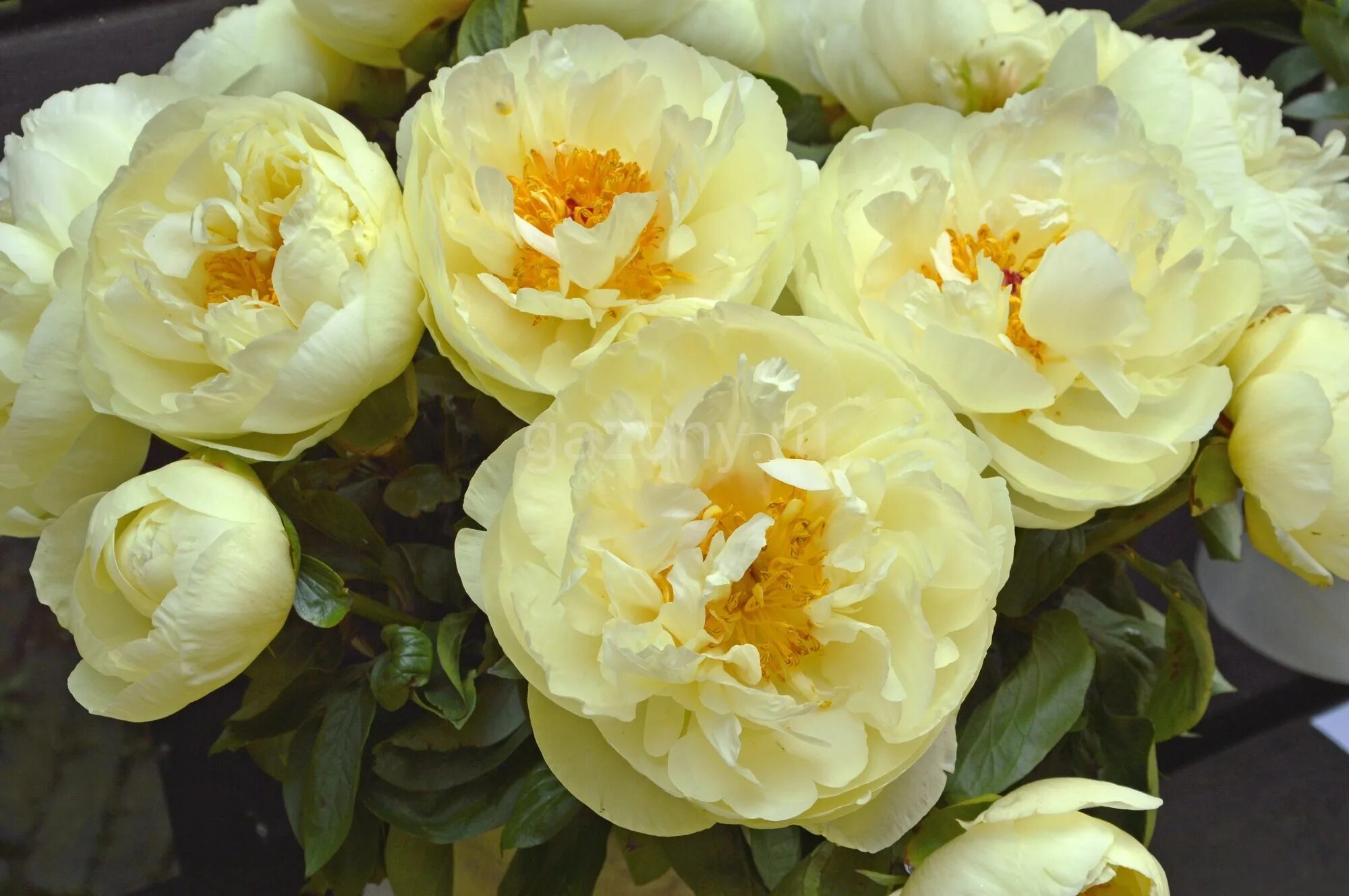 Пионы желтые фото и описание Пион гибридный Paeonia hybride "Lemon Chiffon" : С5 Сибирские газоны - Сибирские