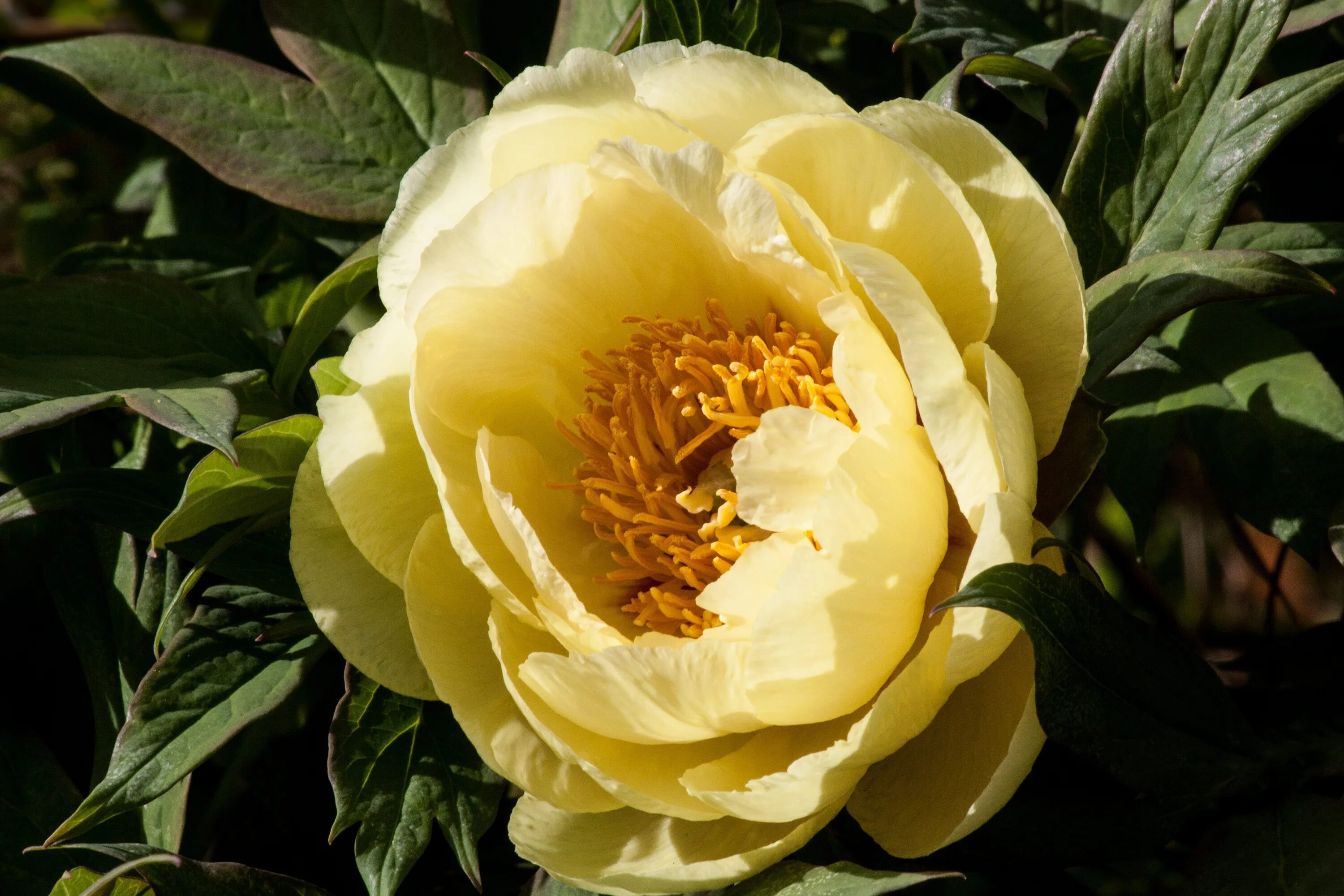 Пионы желтые фото и описание Yellow peony double flower free image download