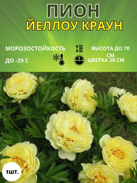 Пионы желтые фото и описание Клубни Пионы Russian Garden купить по выгодной цене в интернет-магазине OZON (14