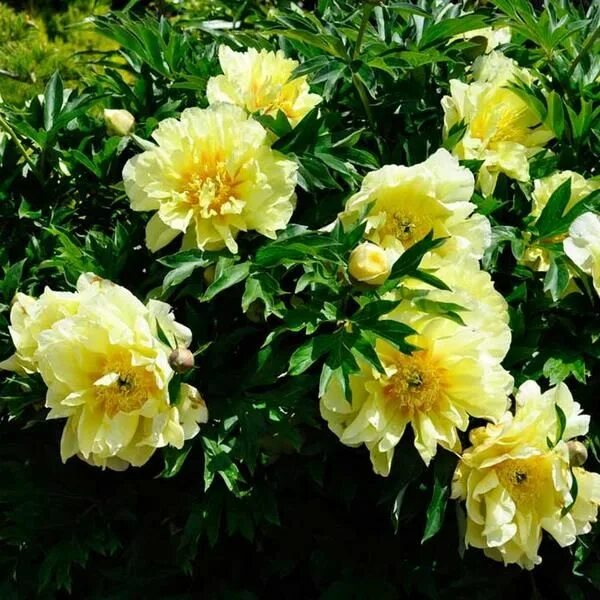 Пионы желтые сорта фото купить Peony 'Bartzella' Tree with yellow flowers, Yellow peonies, Growing peonies