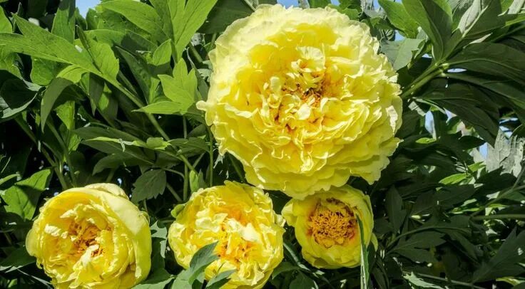 Пионы желтые сорта фото купить Ито-пион Yellow Crown (Peony Yellow Crown)