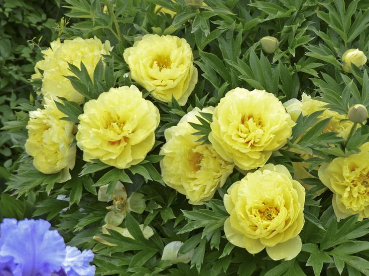 Пионы желтые сорта фото купить Itoh Peony Yellow Crown in 2024 Hardy hibiscus, Perennials, Planting peonies