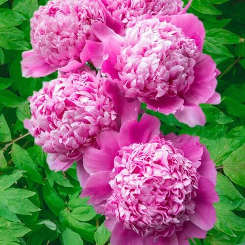 Пионы жюль эли фото 1 Mons Jules Elie Double Peony Live Perennial Rose Pink Flower Root Bulb Plant e