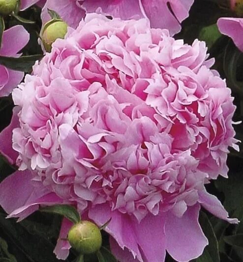 Пионы жюль эли фото Пион травянистый МЕСЬЕ ЖЮЛЬ ЭЛИ (Paeonia Monsieur Jules Elie) / Садовый центр Се