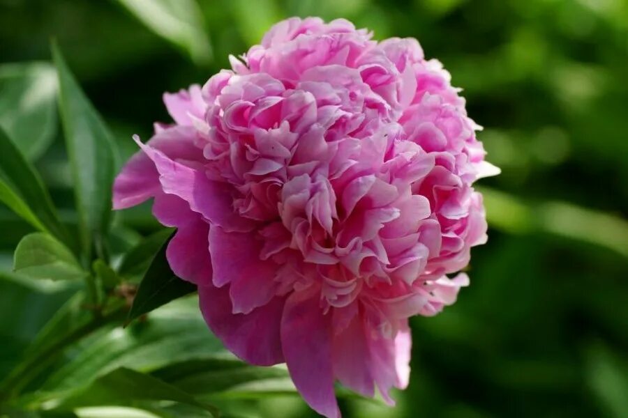 Пионы жюль эли фото Корневище Пиона Мсье Жюль Эли