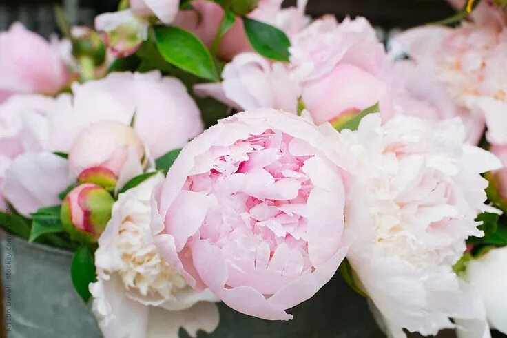 Пионы зимой фото "Bouquets Of Pale Pink Peonies" by Stocksy Contributor "Kristin Duvall" Пионы, К