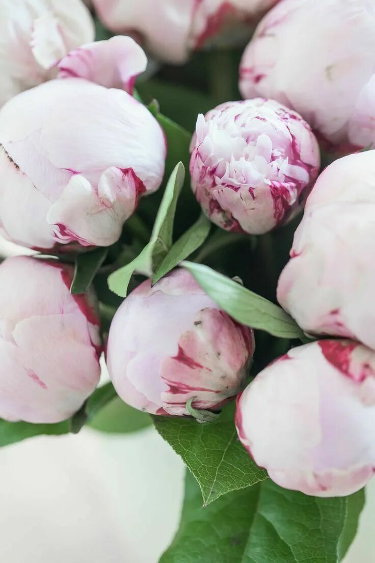Пионы зимой фото Pin on Peony Place Beautiful flowers, Pretty flowers, Beautiful blooms
