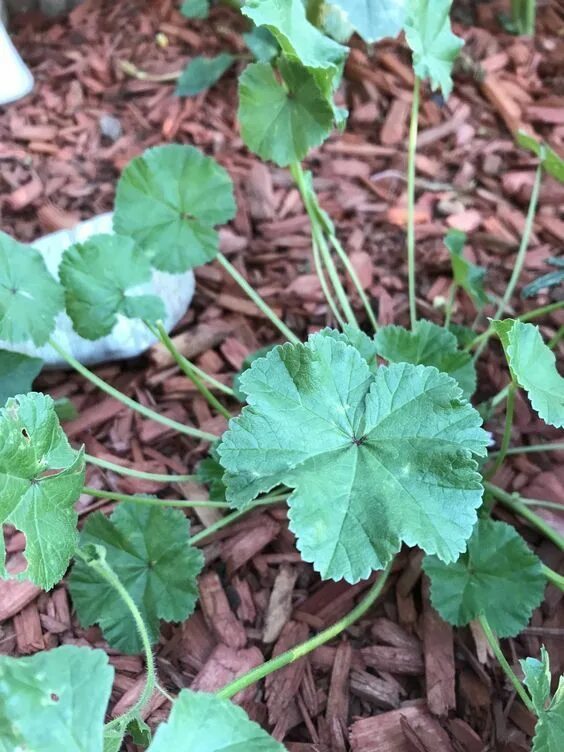 Пиперт трава фото pullupyourplants Mallow plant, Edible wild plants, Medicinal wild plants