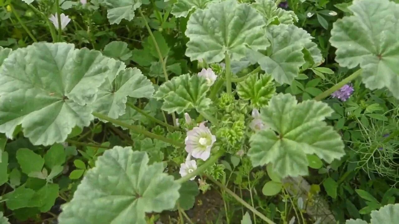 Пиперт трава фото Identifying Common Mallow - YouTube