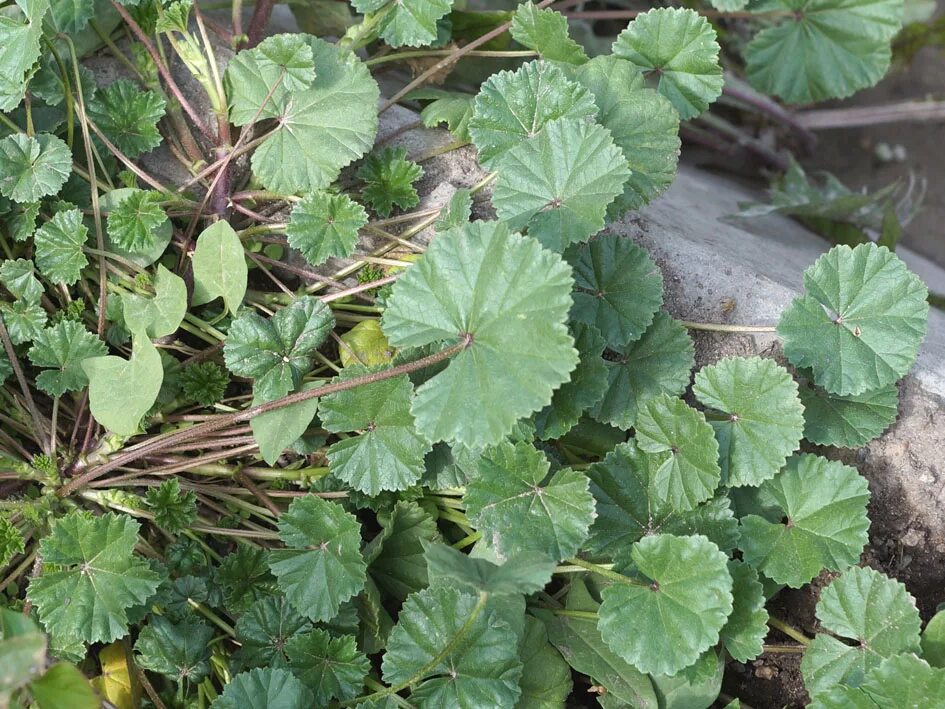 Пиперт трава фото Malva neglecta - Image of an specimen - Plantarium