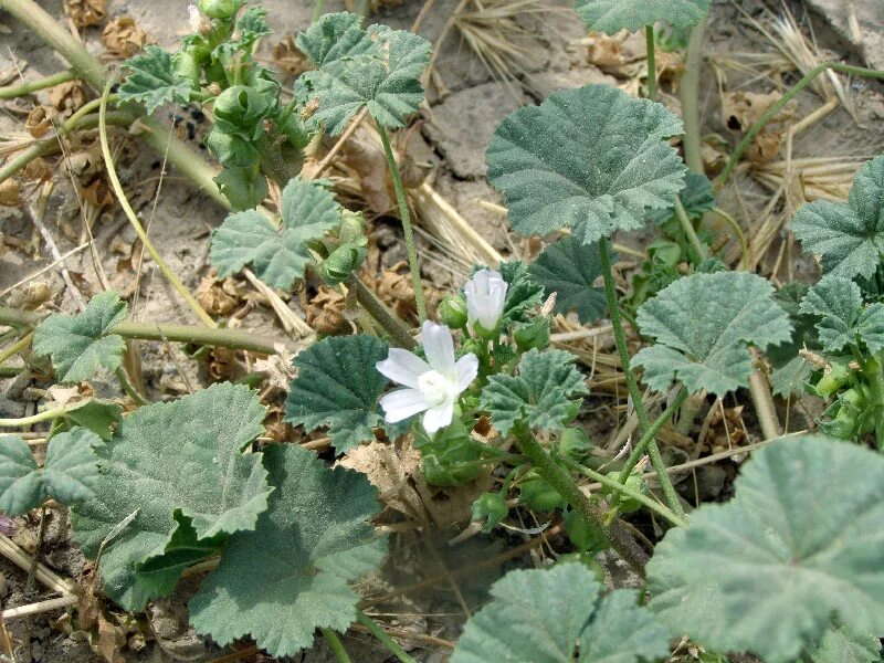 Пиперт трава фото Malva neglecta - Image of an specimen - Plantarium