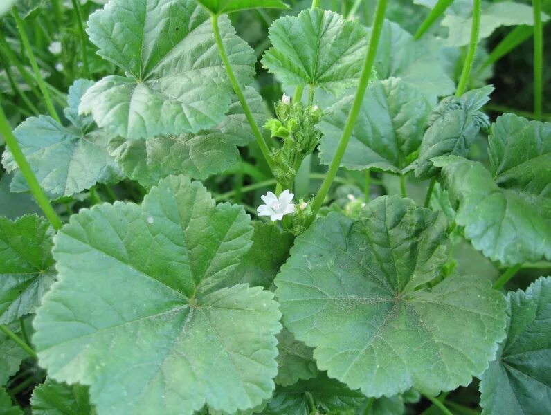 Пиперт трава фото Malva pusilla - Изображение особи - Плантариум