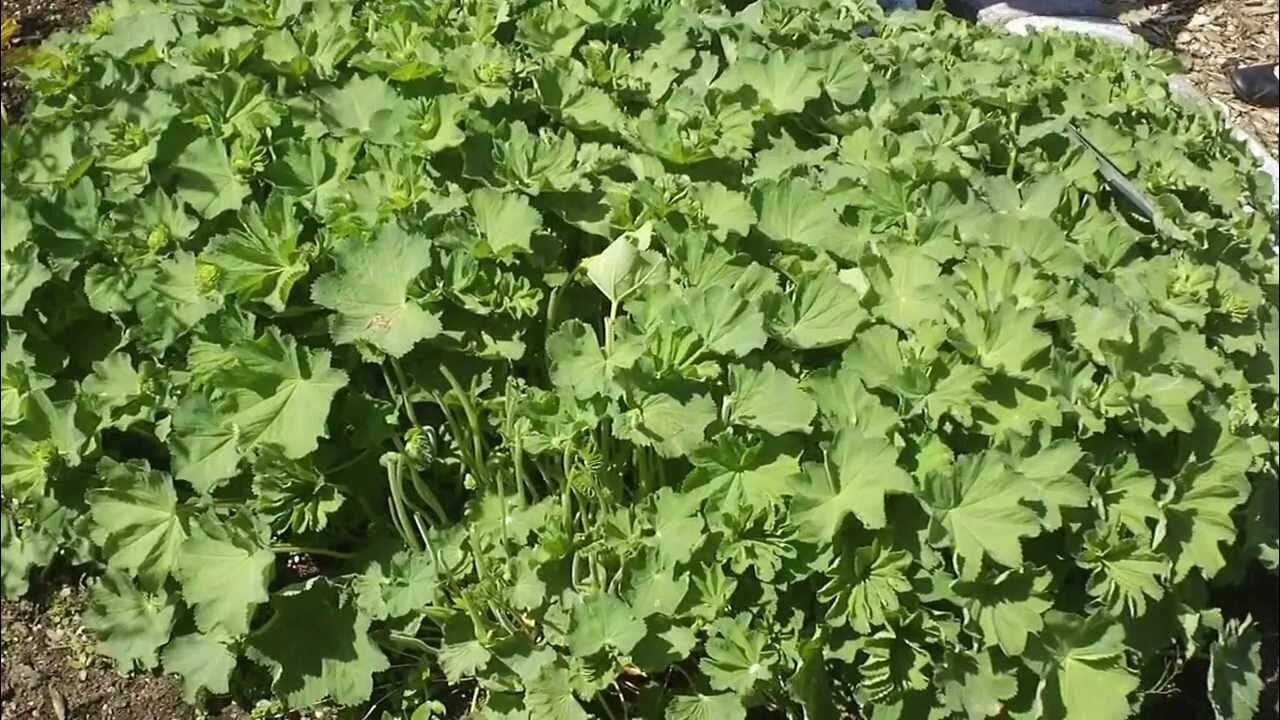 Пиперт трава фото Lady's Mantle - Alchemilla vulgaris - YouTube
