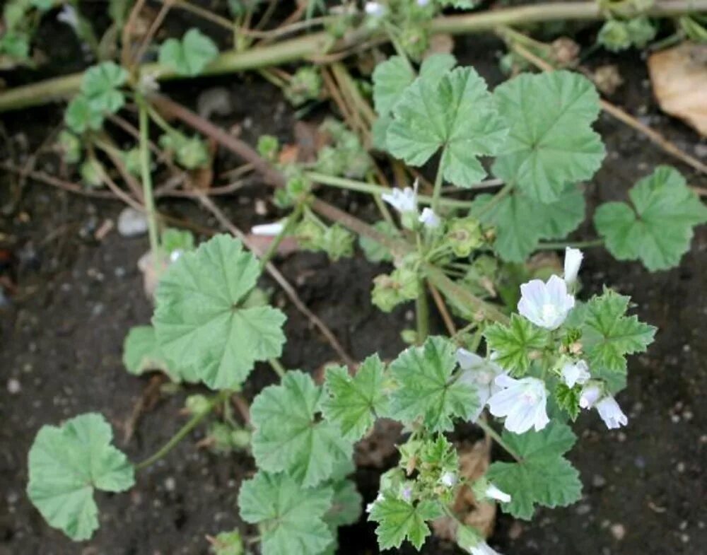 Пиперт трава фото Malva rotundifolia (low mallow)