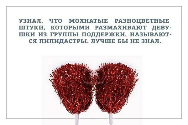 Пипидастр что это такое простыми словами фото Что такое пипидастры?