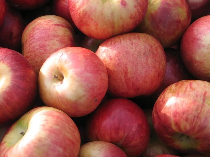 Пипин шафран яблоки фото Pin by Gabrielle Van Aacken on Colors Fruit, Food, Apple