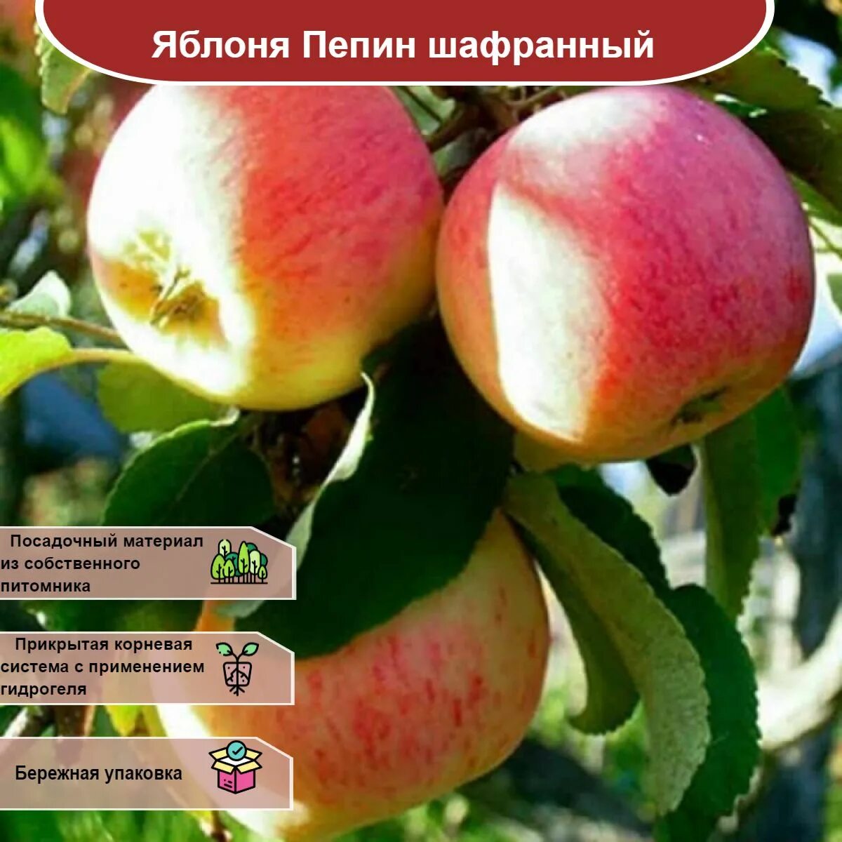 Пипин шафран яблоки фото Яблоня Пепин шафранный - купить с доставкой по выгодным ценам в интернет-магазин
