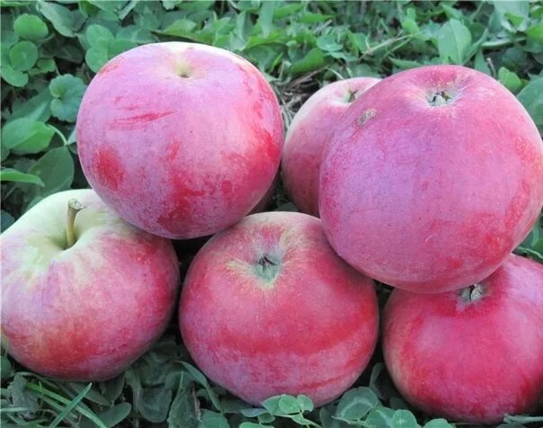 Пипин шафран яблоки фото Hello, we sell apples Sergiev first grades from the tree, delivery by chental, f