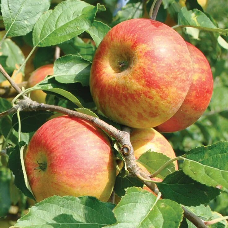 Пипин яблоки фото Pin on Apples