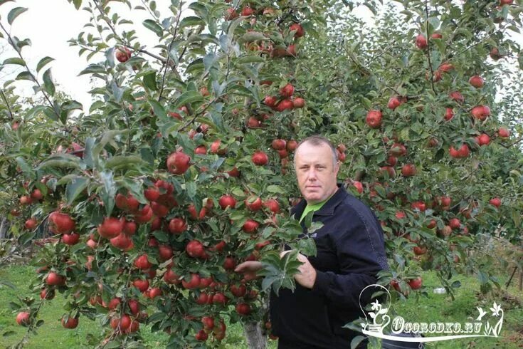 Пипин яблоки фото Пепин Шафранный на даче Тепличное садоводство, Посадка, Садовые деревья