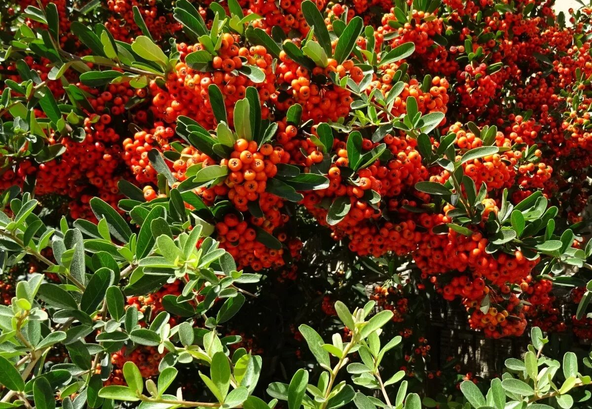 Пираканта декоративные кустарники фото Free Images : berry, flower, food, herb, produce, evergreen, usa, flora, califor