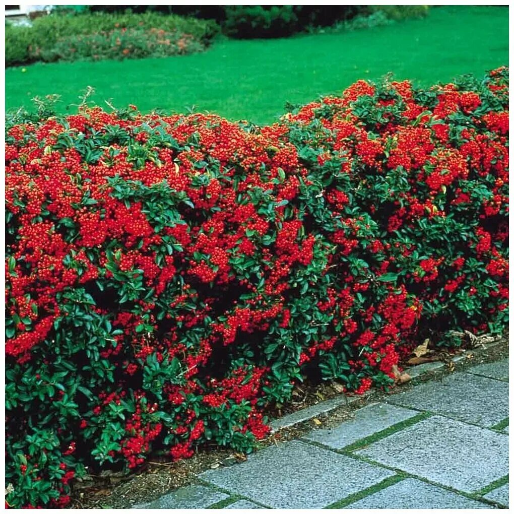 Пираканта декоративные кустарники фото Пираканта ярко-красная (лат. Pyracantha coccinea) семена 50шт - купить в интерне