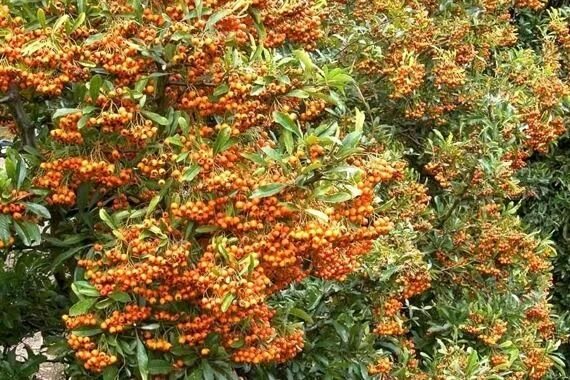 Пираканта декоративные кустарники фото Ognik Firelight Pyracantha Rhs flower show, Tree care, Chelsea flower show