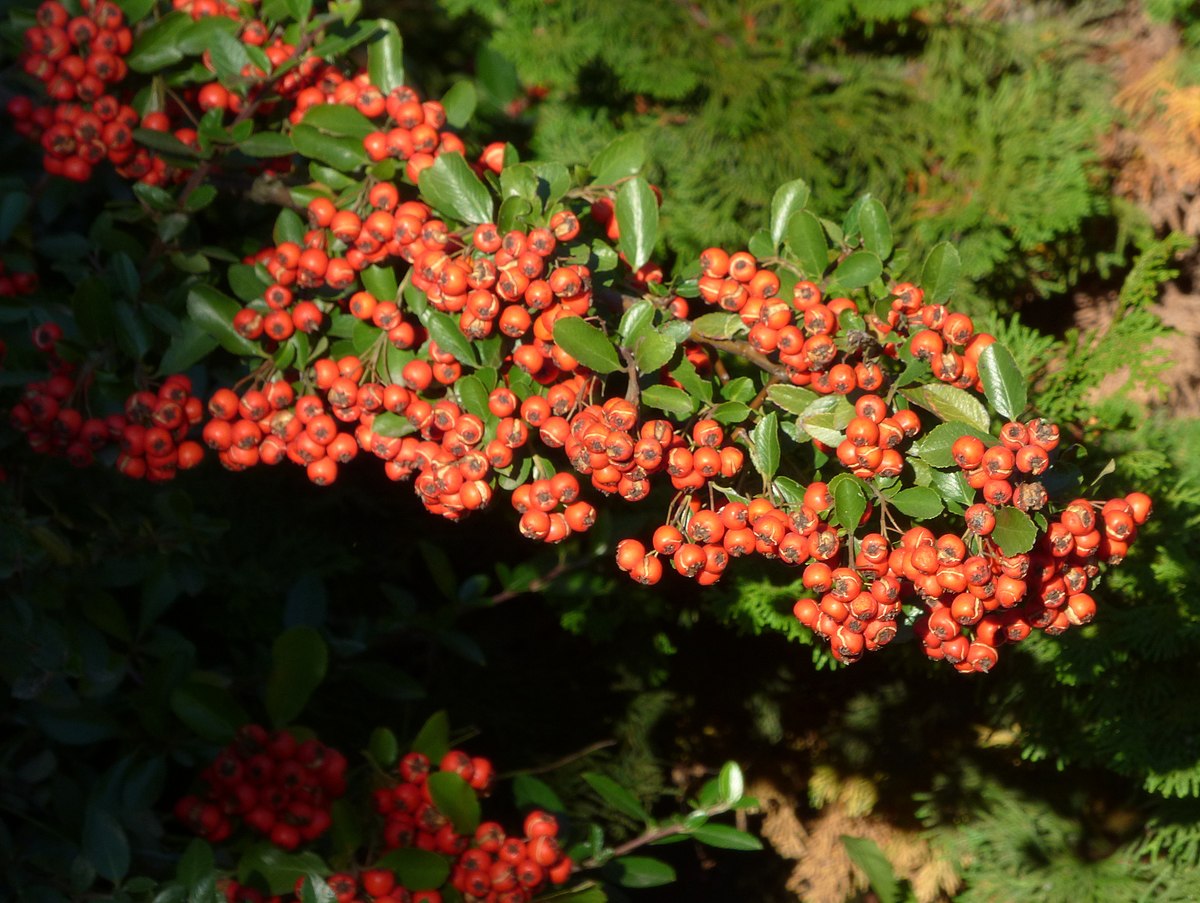 Пираканта декоративные кустарники фото File:Ognik szkarłatny (Pyracantha coccinea M.Roem) 06.jpg - Wikimedia Commons
