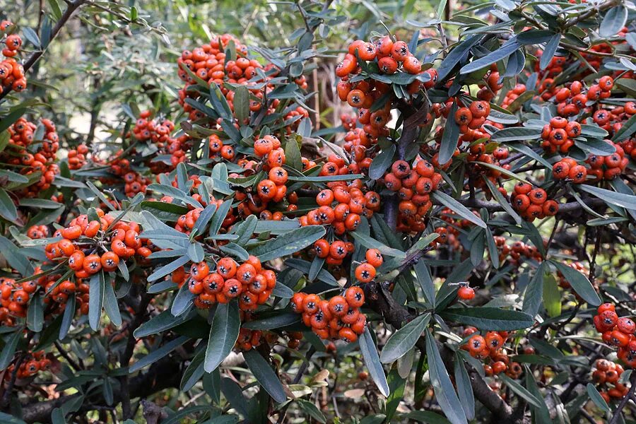 Пираканта декоративные кустарники фото genus Pyracantha - Image of an specimen - Plantarium