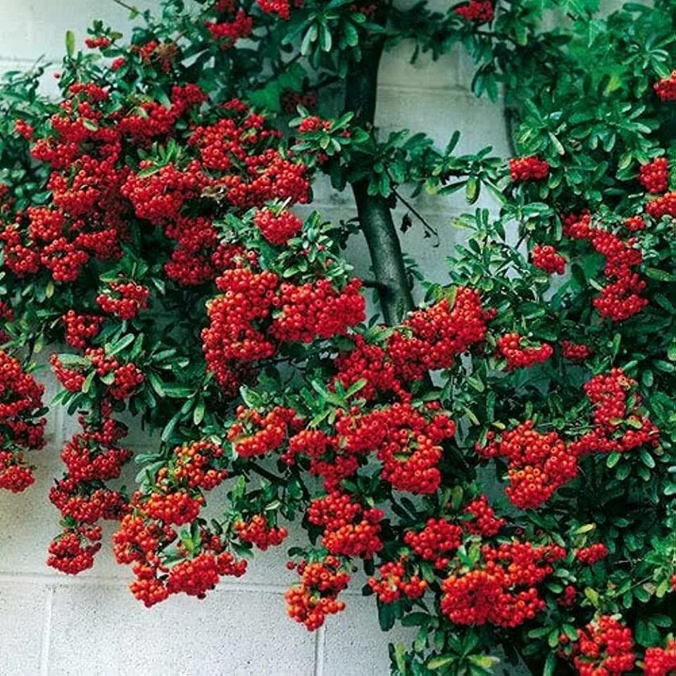 Пираканта фото и описание кустарника Amazon.com: Pyracantha Plant