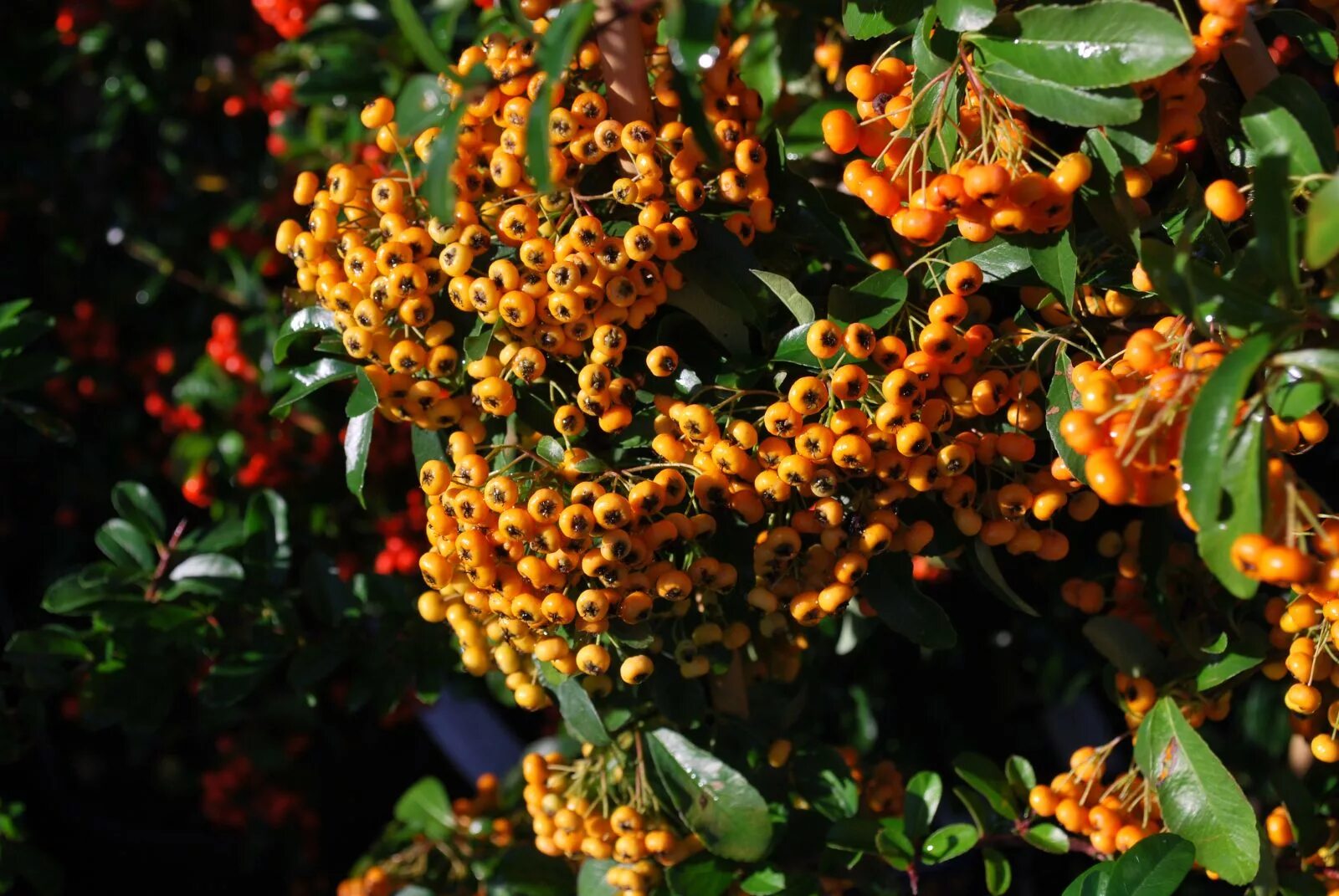 Пираканта фото и описание кустарника Pyracantha Saphyr Orange. Shrubs for Sale. Letsgoplanting.co.uk