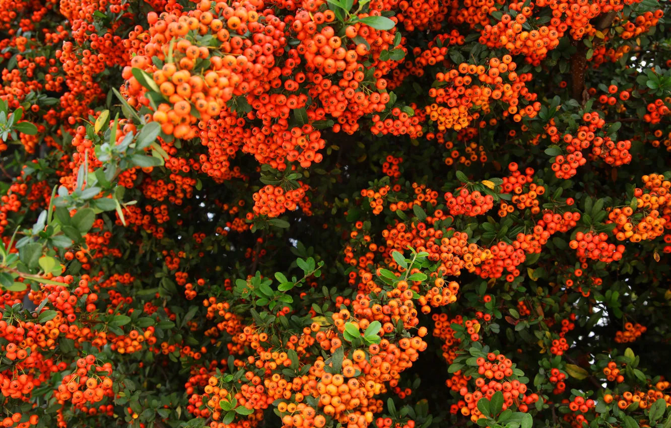 Пираканта фото и описание кустарника Wallpaper autumn, leaves, branches, berries, Bush, garden, fruit, red for mobile