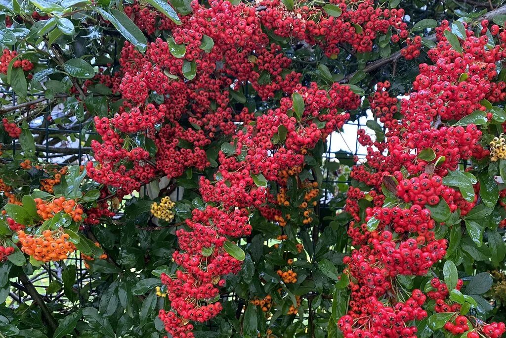 Пираканта фото и описание кустарника Пираканта ярко-красная Ред Колумн (Pyracantha coccinea Red Column) С2 - Питомник