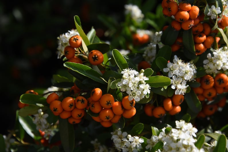 Пираканта фото и описание кустарника Pyracantha Varieties: coccinea rogersiana Flava Orange Glow Etsy