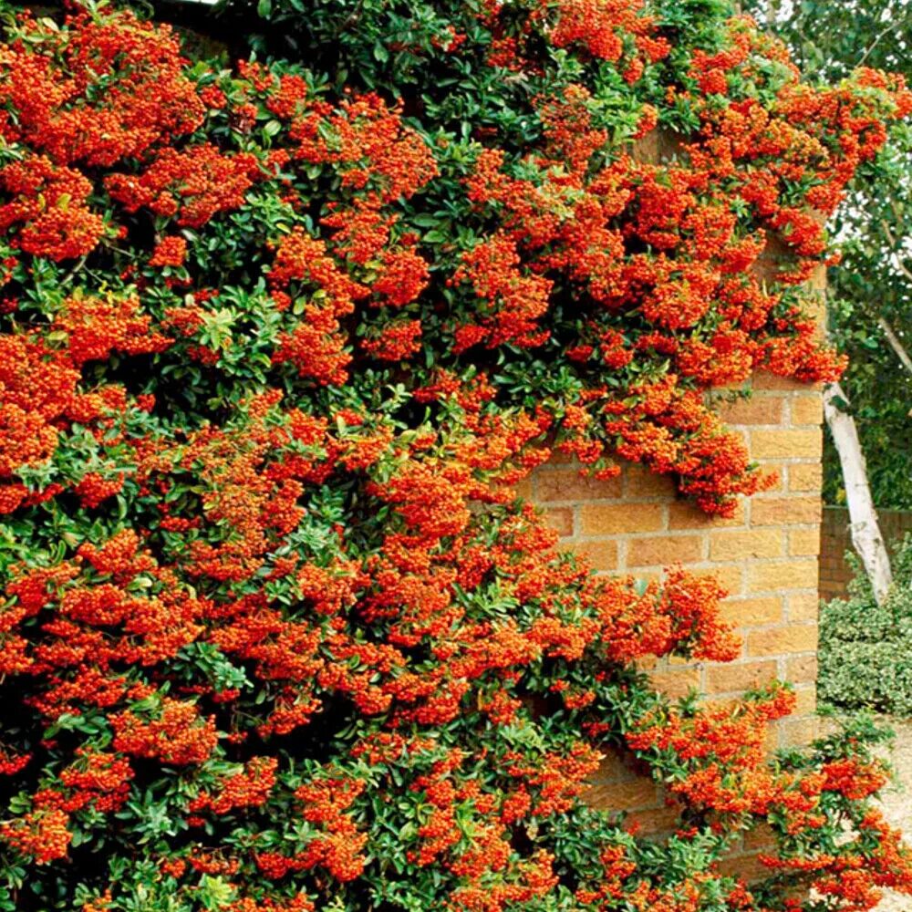 Пираканта фото и описание кустарника Orange Firethorn Hedging Plants 20-40cm Pyracantha Evergreen Hedge Potted eBay