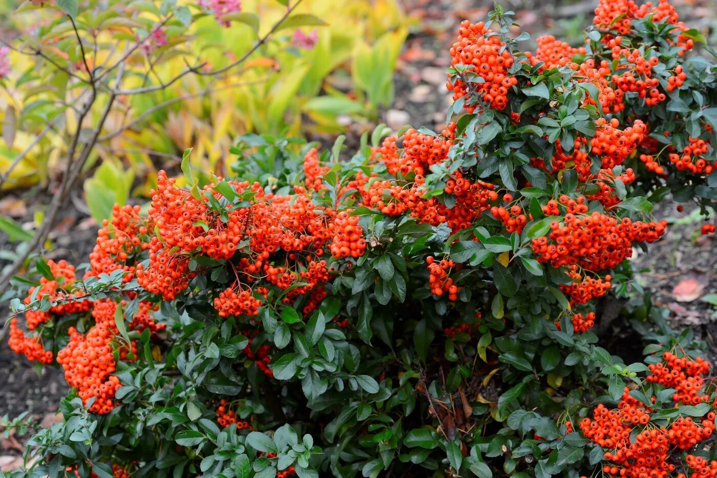 Пираканта фото и описание кустарника genus Pyracantha - Image of an specimen - Plantarium