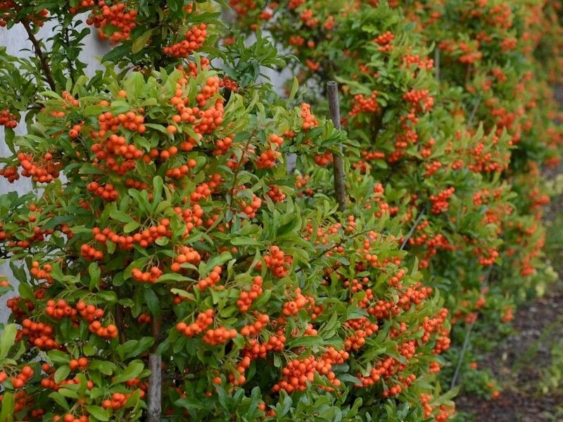 Пираканта фото и описание кустарника Feuerdorn Red Column - Pyracantha Red Column günstig kaufen Ornamental plants, P
