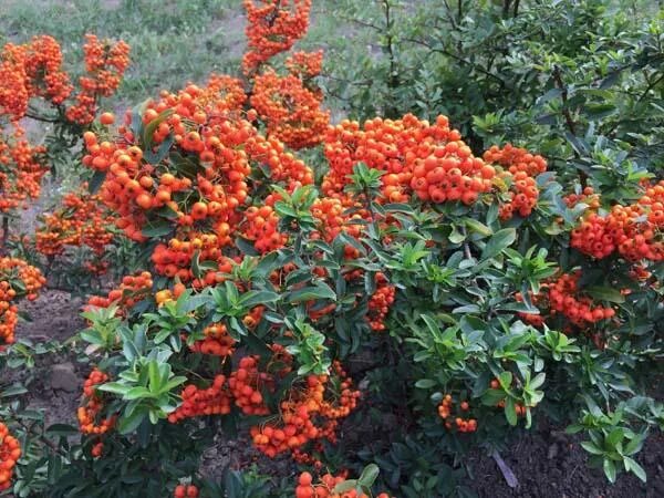 Пираканта фото и описание кустарника Бонсай Пираканта купить в СпБ в магазине Мандарин