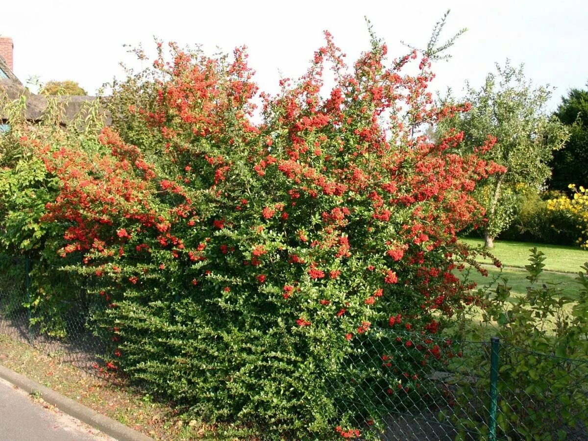 Пираканта фото и описание кустарника отзывы Пираканта Pyracantha cocc. Red Column C3 (40-60)