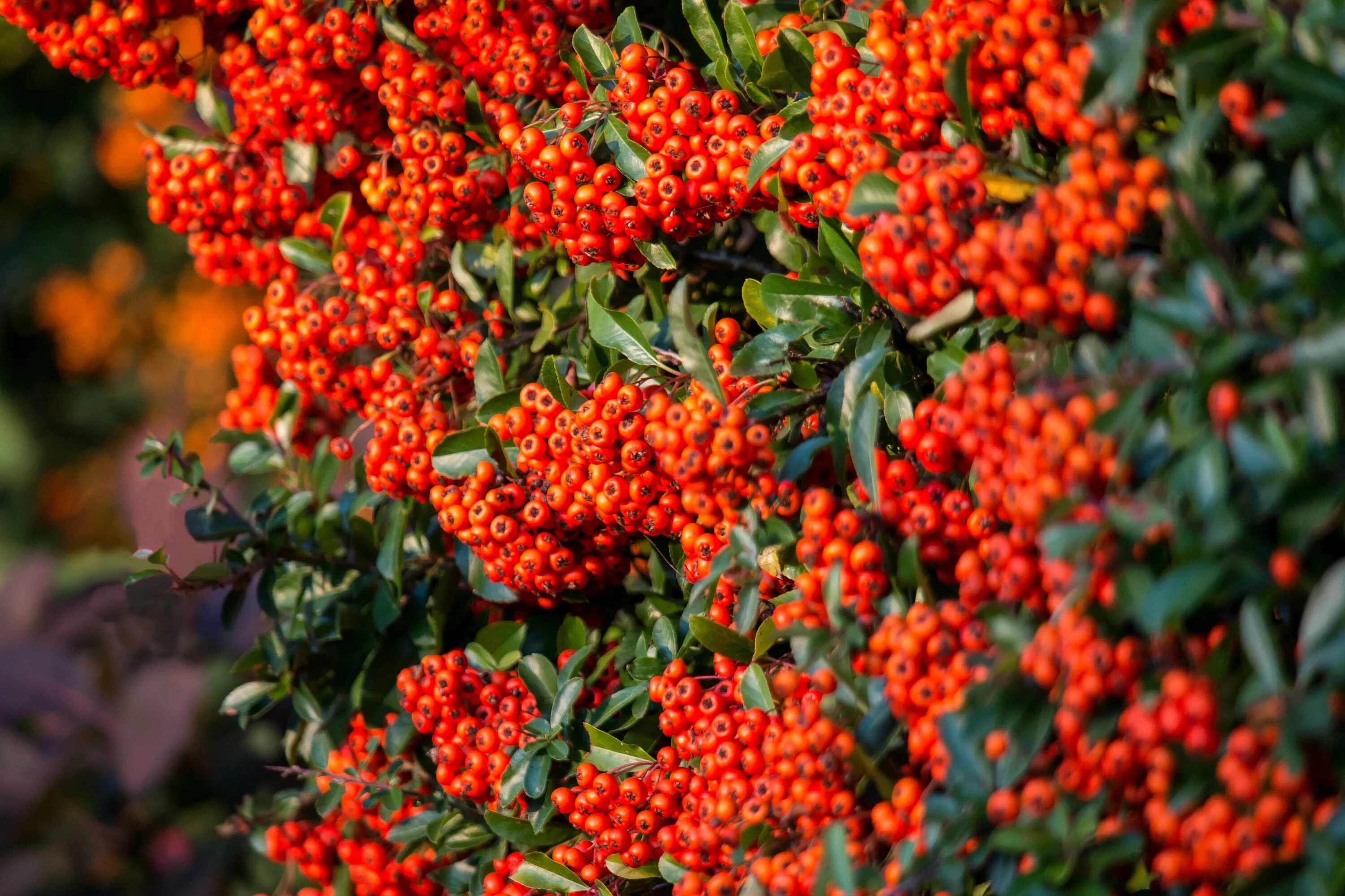 Пираканта фото и описание кустарника отзывы Orange ornamental shrub free image download
