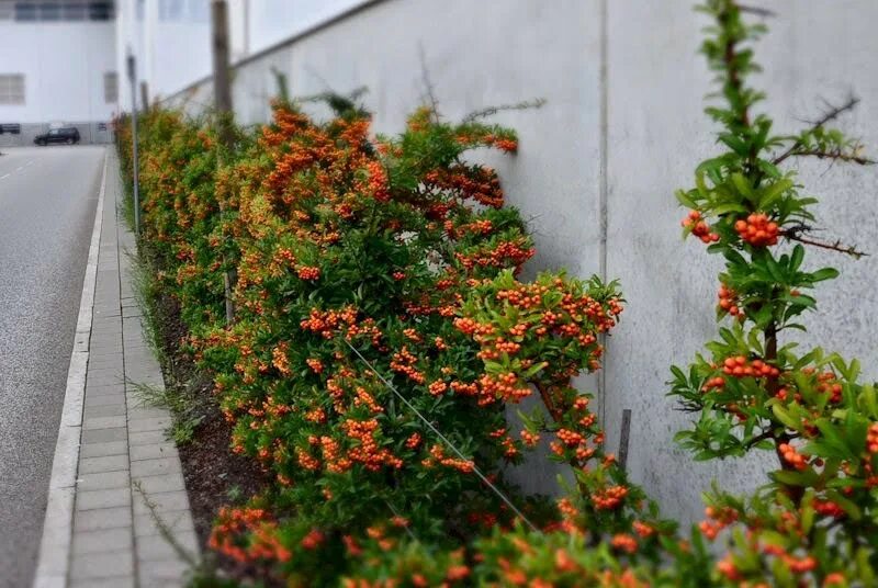 Пираканта фото и описание кустарника отзывы Кустарник пираканта с красными ягодами: фотообзор Планета земля Фотогалерея прир