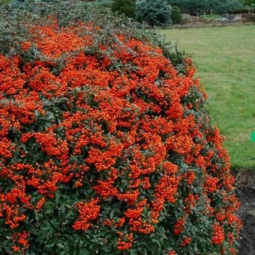 Пираканта фото и описание кустарника отзывы Ognik szkarłatny Red Column Krzewy, Rośliny i Ogrodnictwo