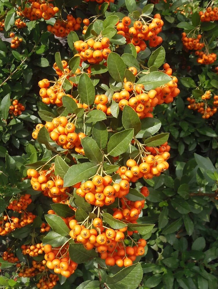 Пираканта фото и описание кустарника отзывы Pyracantha coccinea - Image of an specimen - Plantarium