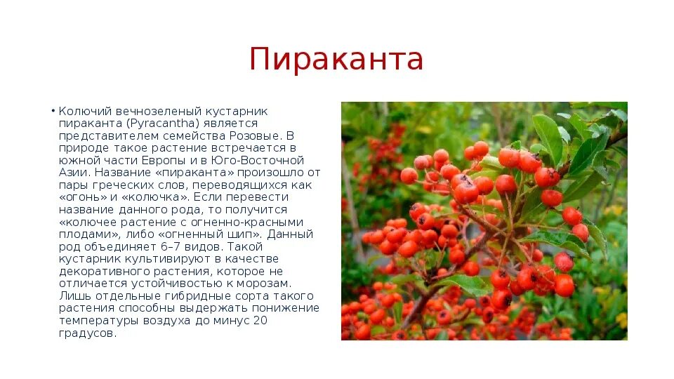 Пираканта фото и описание кустарника отзывы Презентация на тему "Декоративные деревья и кустарники"