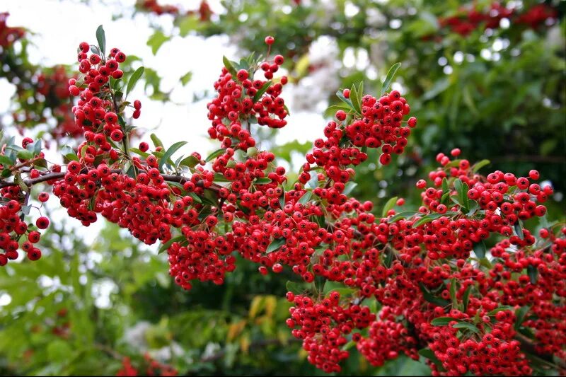 Пираканта фото и описание кустарника отзывы genus Pyracantha - Image of an specimen - Plantarium