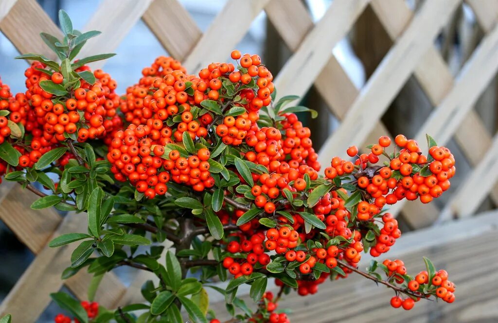 Пираканта фото и описание кустарника отзывы pyracantha liz west Flickr
