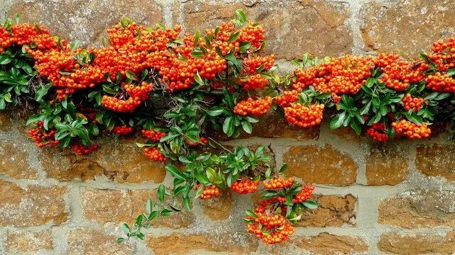 Пираканта фото в ландшафтном Pyracantha coccinea (C) Jonathan Billinger Wall climbing plants, Cool plants, Pl