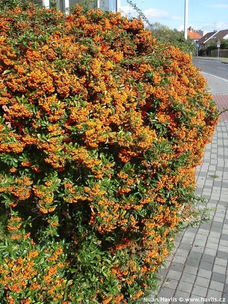 Пираканта фото в ландшафтном Pyracantha 'NAVAHO' - Havlis.cz