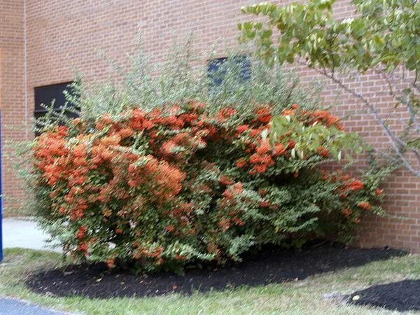 Пираканта фото в ландшафтном Scarlet Firethorn - Pyracantha coccinea North Carolina Extension Gardener Plant 