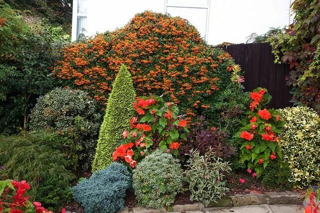 Пираканта фото в ландшафтном Late September 'Firethorn' berries Pyracantha Hybrid 'Orange Glow' (Pigeon food!